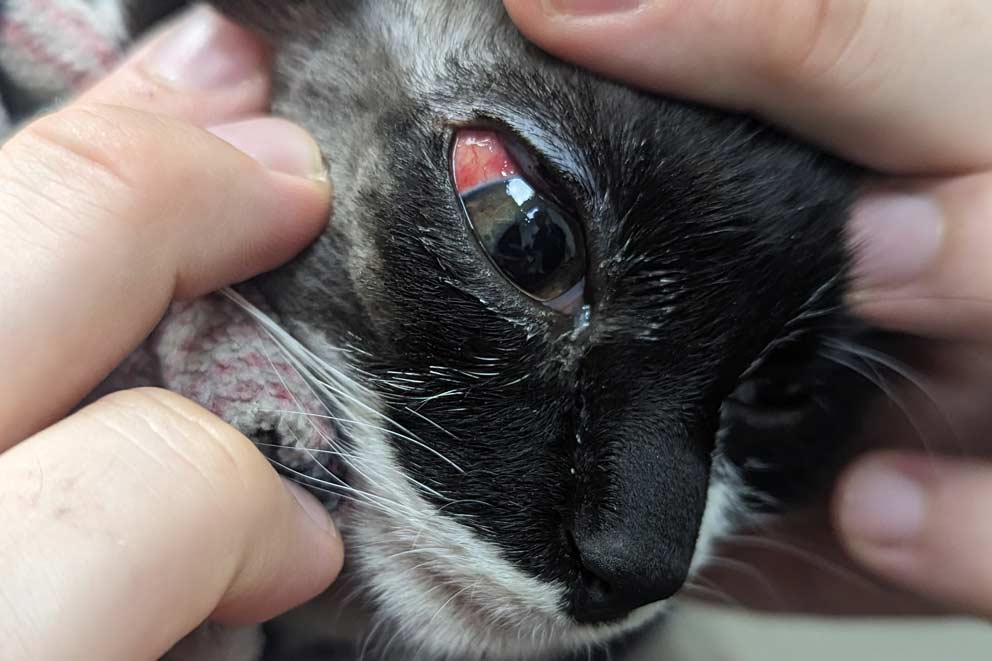 Close-up of Chester’s injured and swollen eye being examined.