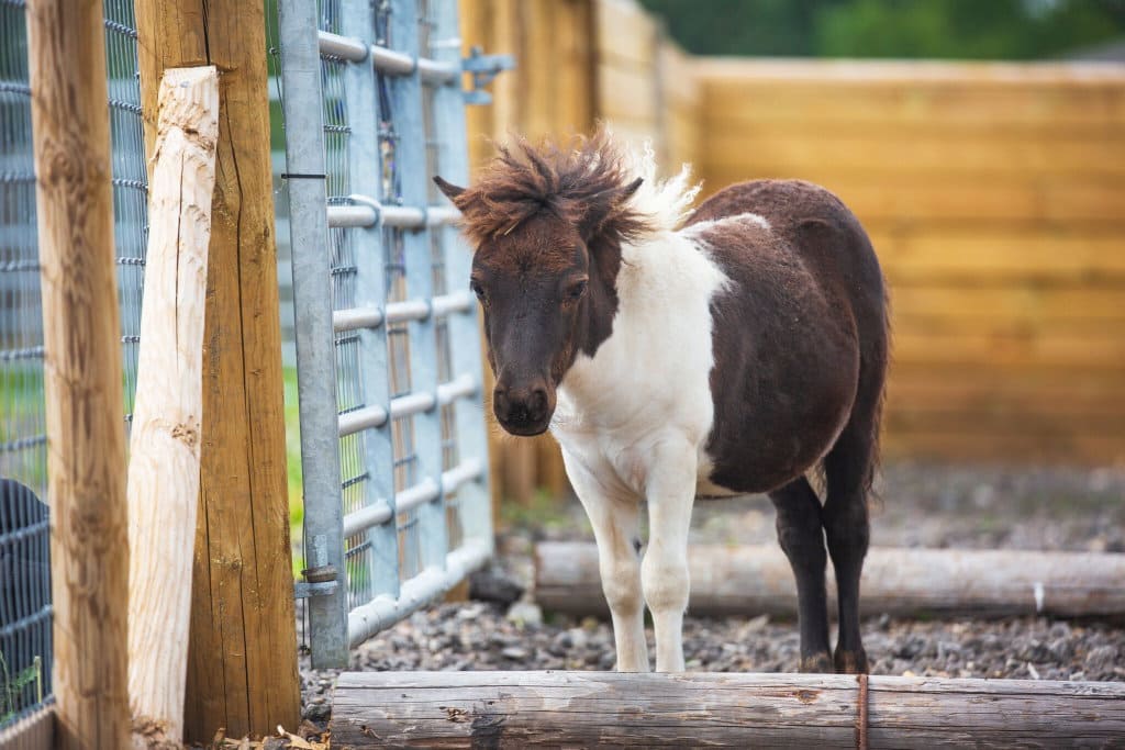 A small black and white pony stands in an enclosure near a metal gate and wooden fencing.