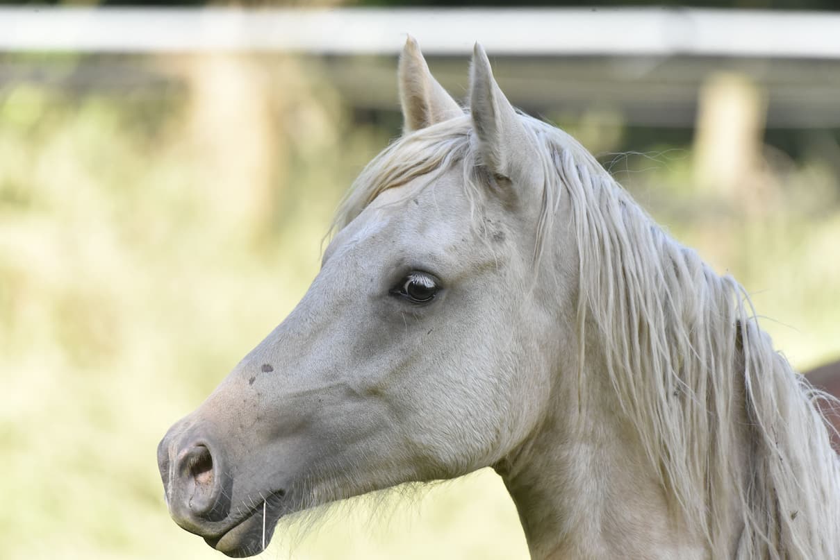 A profile of a pale cream horse with a white mane.