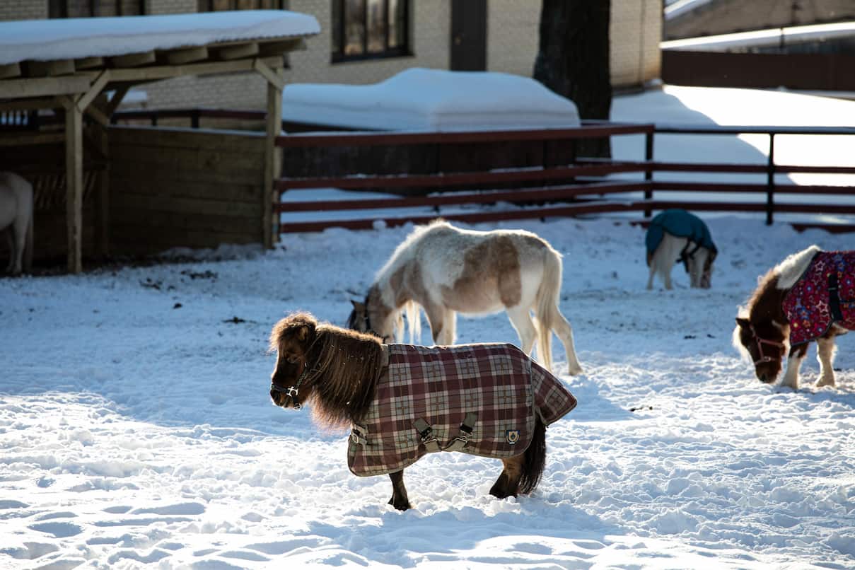 A miniature horse wearing a checked rug stands in a snow-covered enclosure with other ponies.