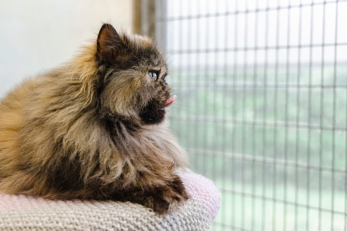 A fluffy tortoiseshell Persian cat sits near a wire window and sticks their tongue out.