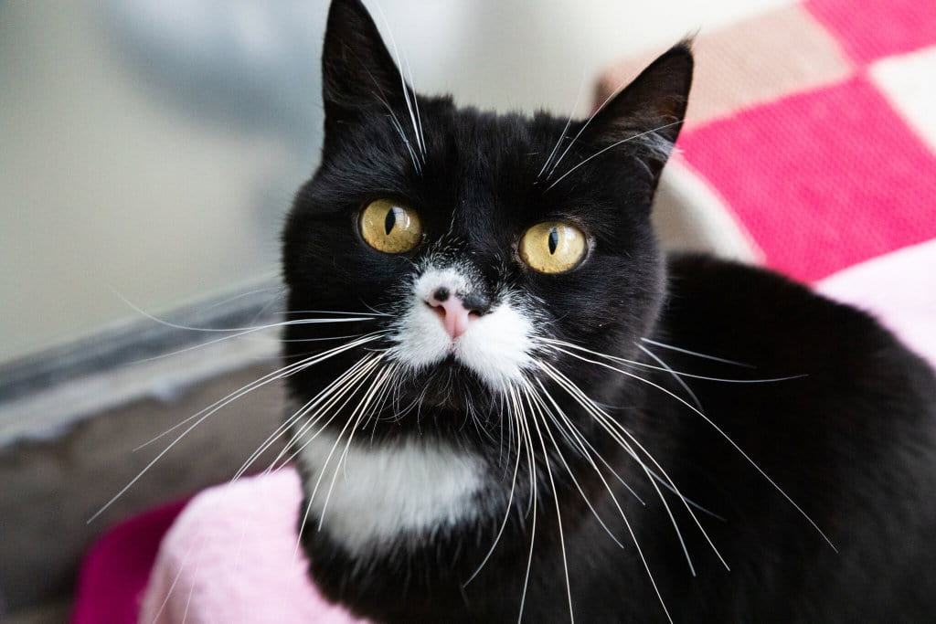A black and white cat with striking yellow eyes sits on a pink blanket.