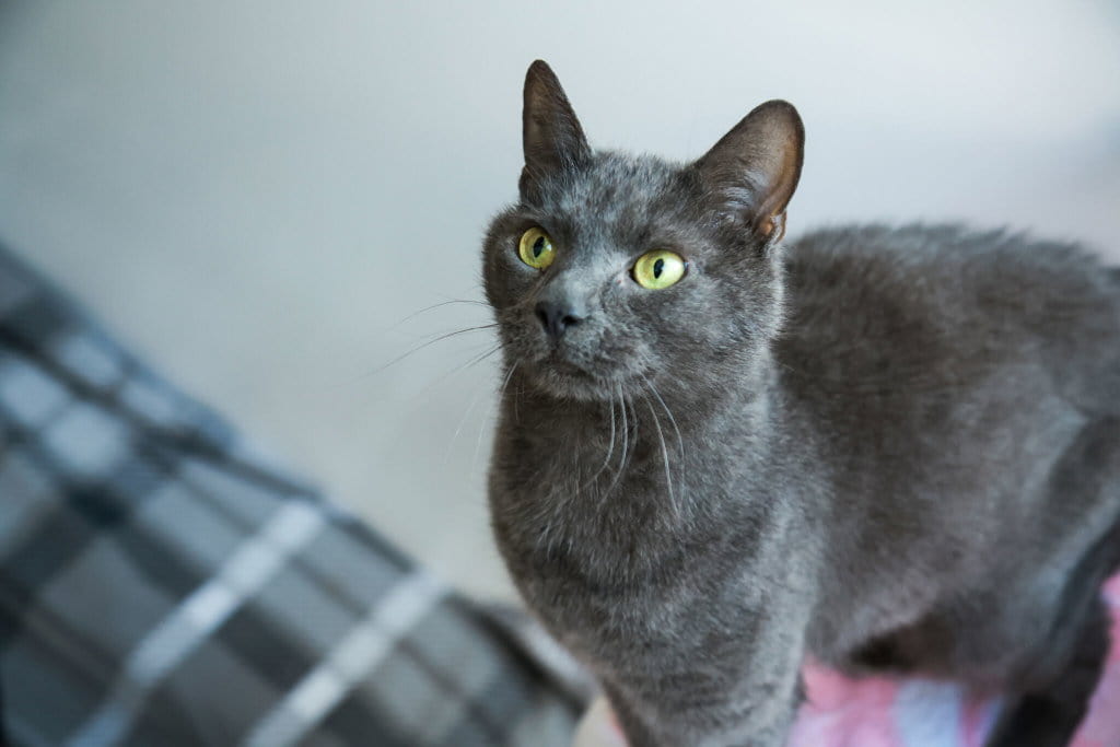 A dark grey cat looks upwards with bright green eyes.