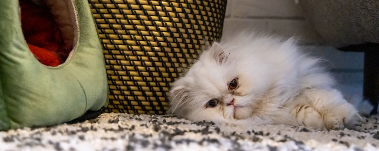 A fluffy white Persian cat lies on a rug between a green pet bed and a woven basket.