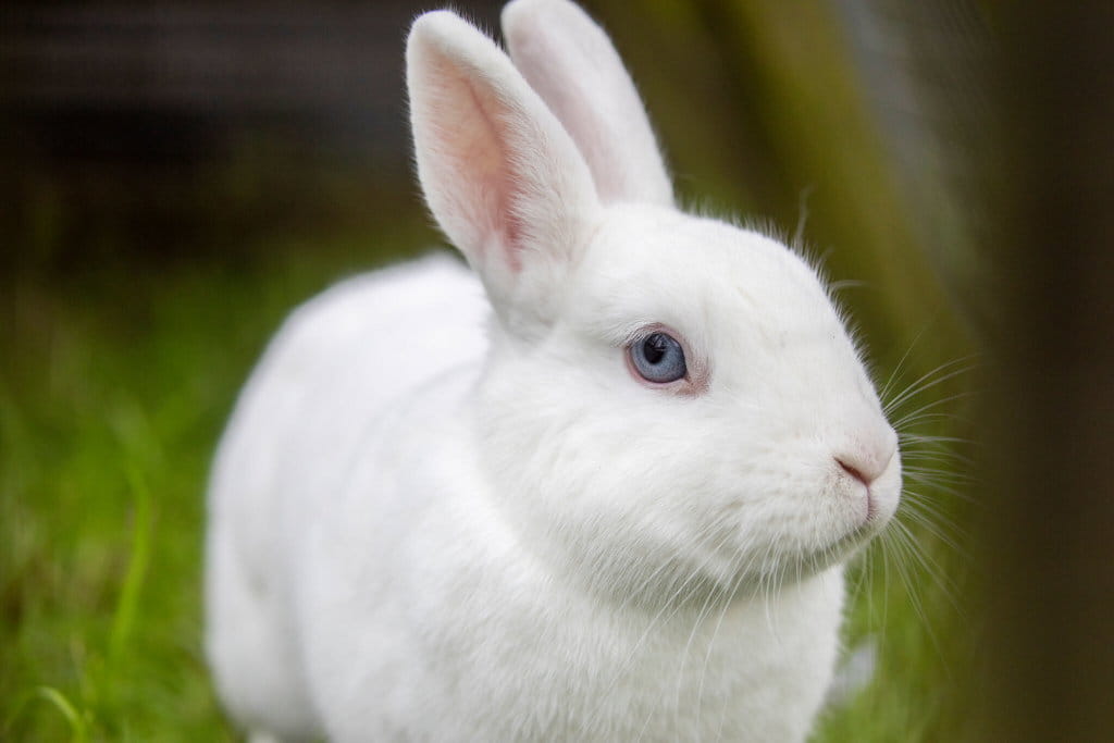 A white rabbit with blue eyes sits in a grassy field.