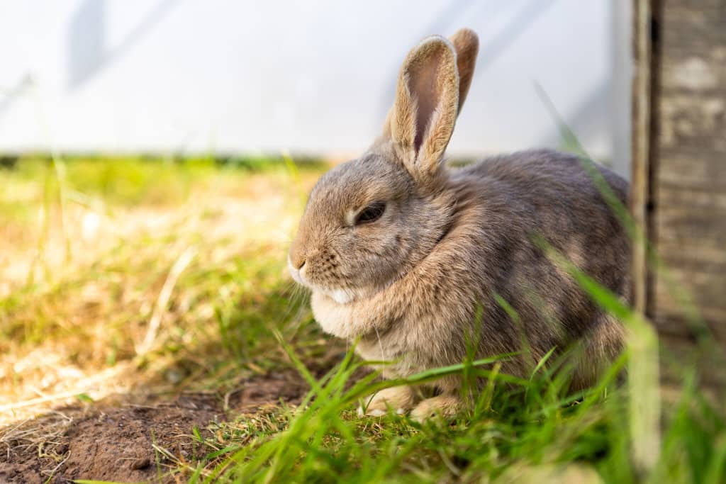 A light brown rabbit rests in the grass next to a wooden wall.