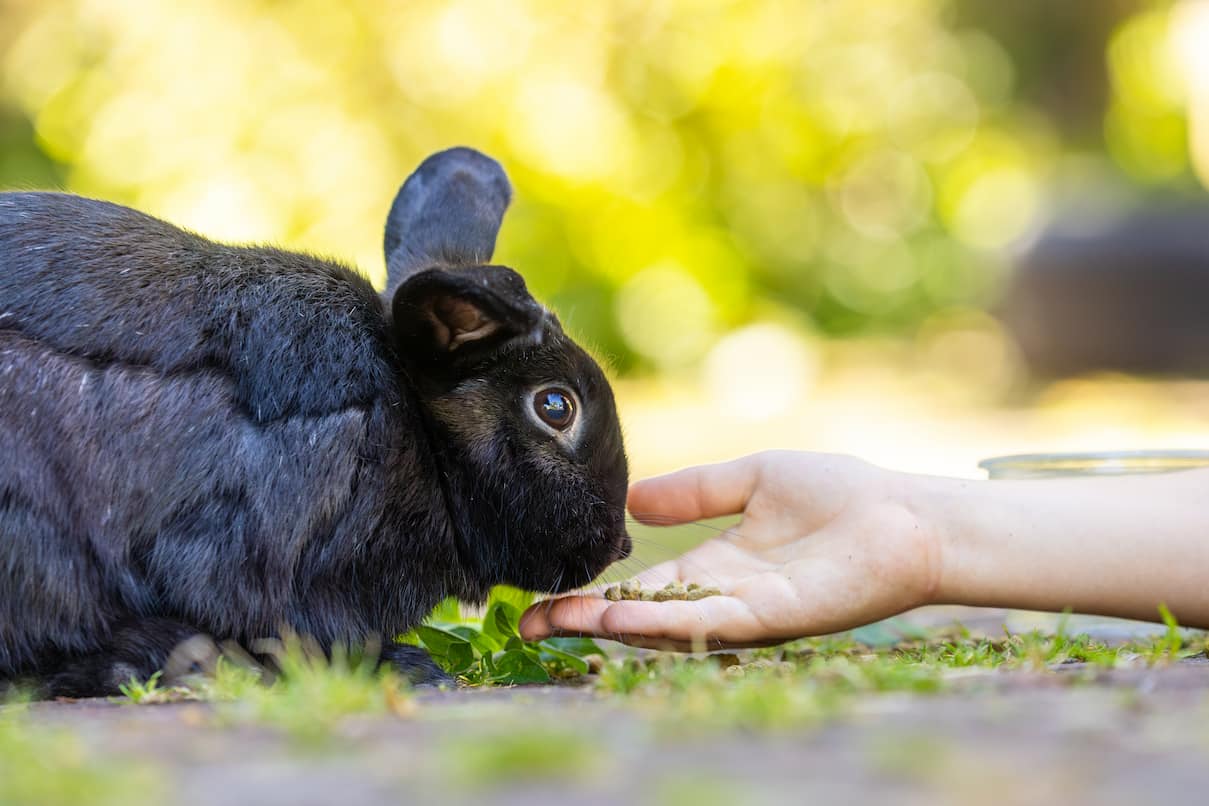 A black rabbit eating leafy greens from a person’s hand.