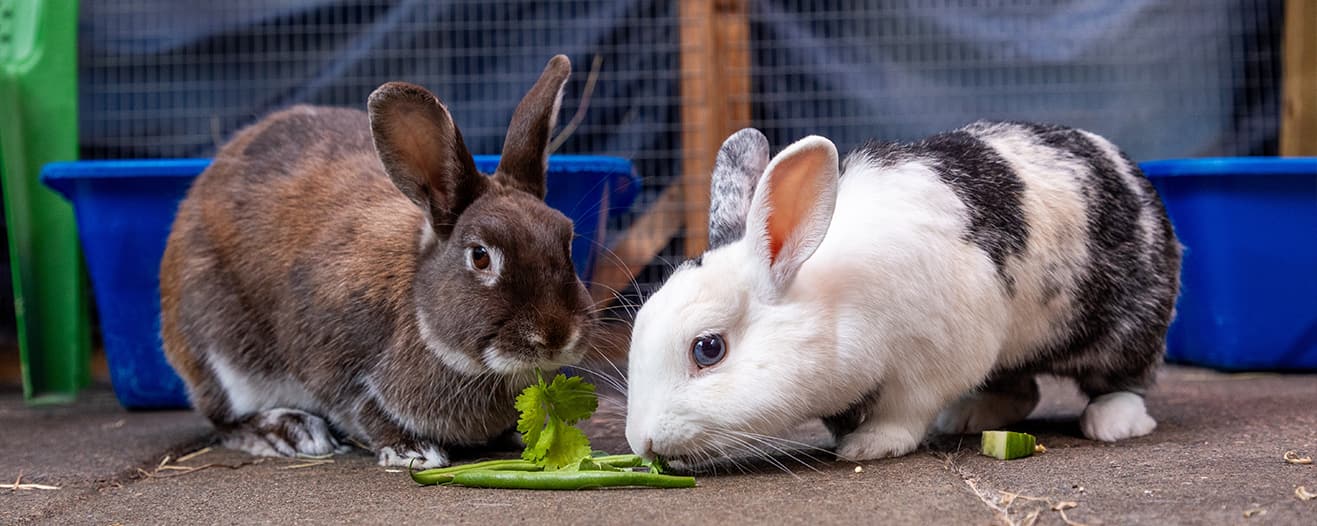 Two rabbits eating leafy greens together in their enclosure.