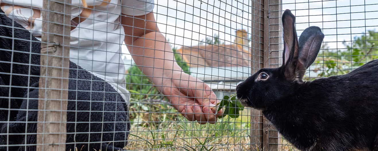 A black rabbit approaching a person’s hand through the side of an enclosure.