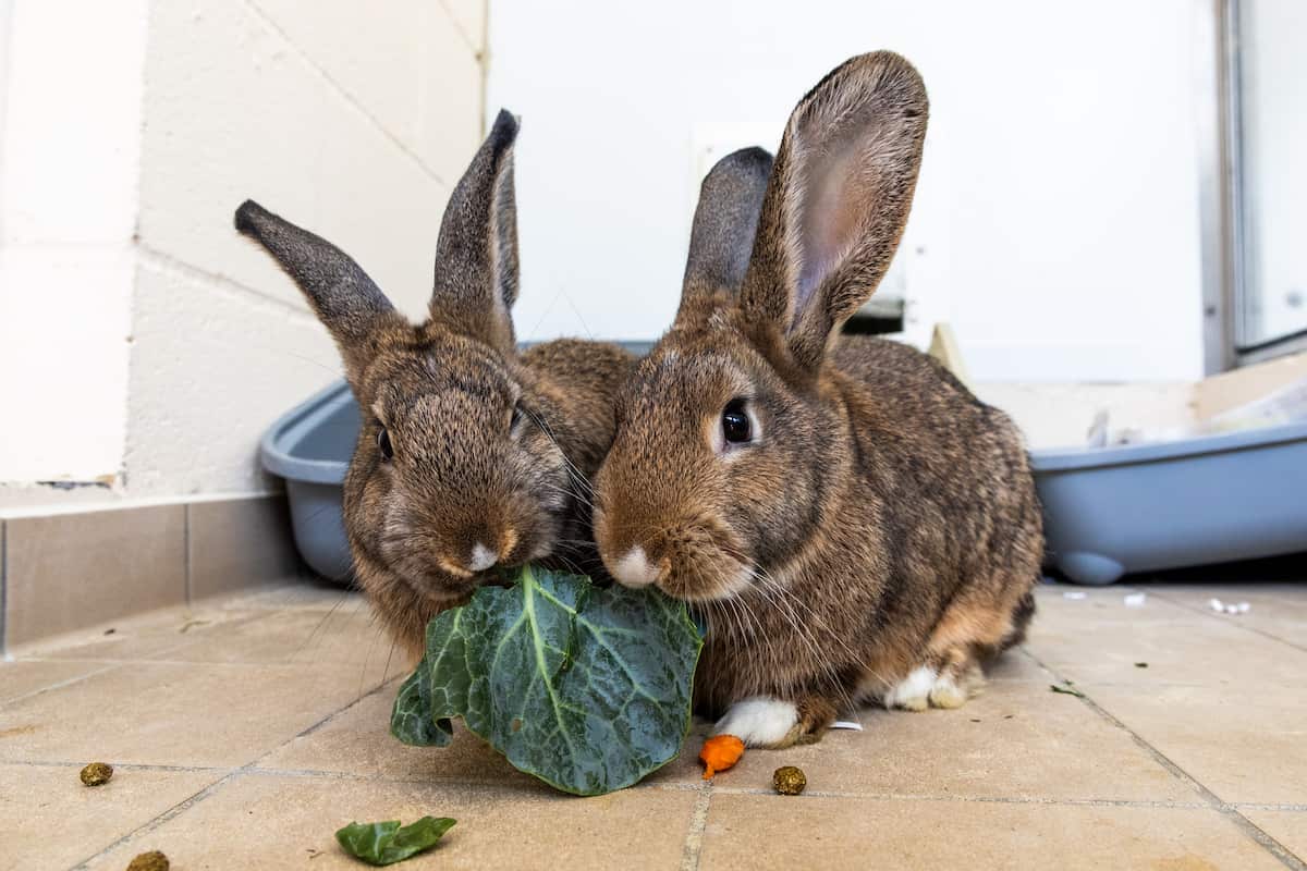 Two brown rabbits eating leafy greens side by side.