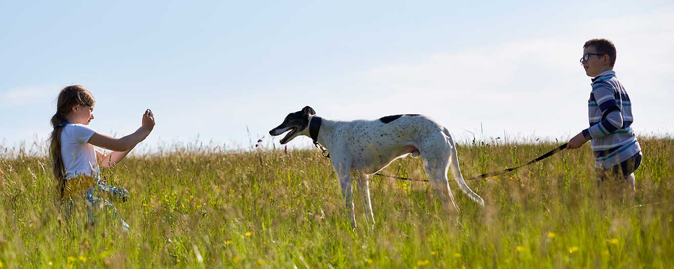 A young girl crouches in a grassy field to take a photograph on a smartphone of a boy walking a black and white greyhound on a lead.