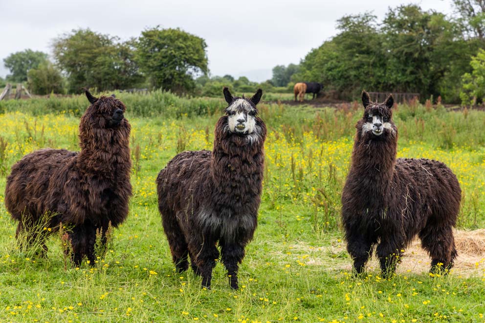 Three dark brown alpacas stand together in a grassy meadow filled with yellow wildflowers.