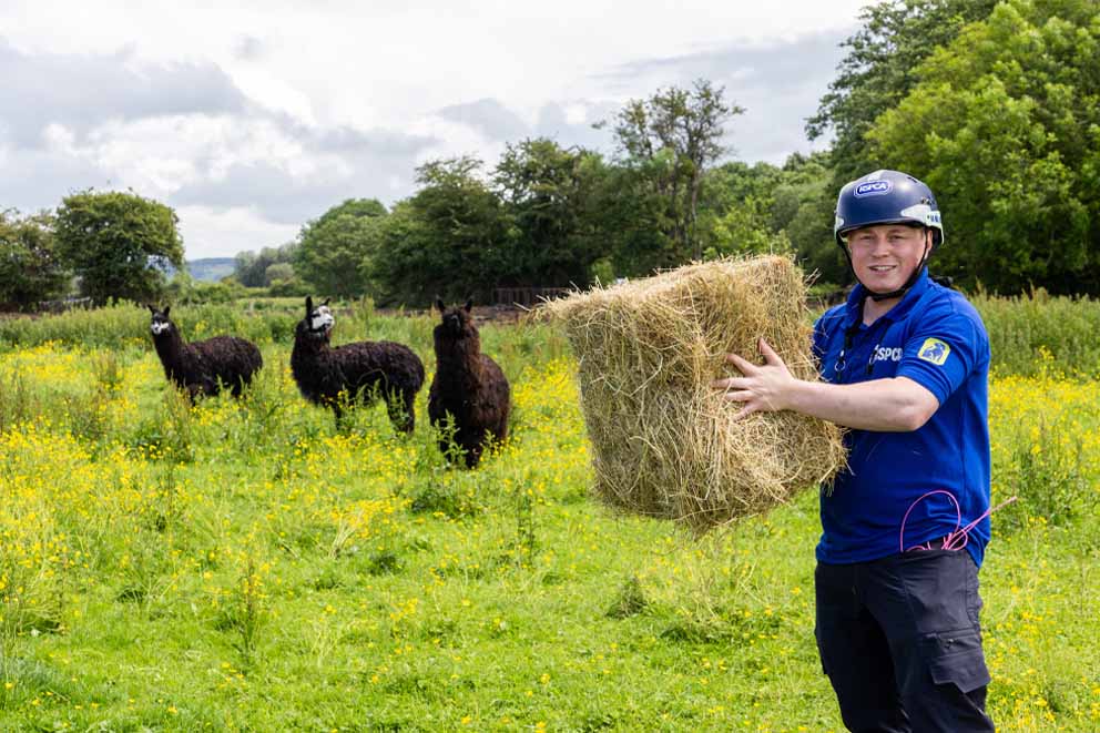An RSPCA rescue officer holds a square bale of hay in a green meadow while three alpacas watch him.