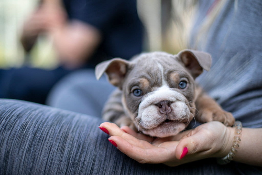 A grey bulldog puppy with blue eyes being cradled in a person’s hands.