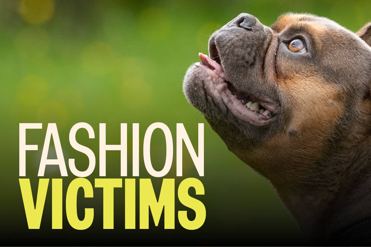 A brown bulldog crossbreed looking upwards against a blurred green background. Capitalised bold text in the foreground says: Fashion victims.