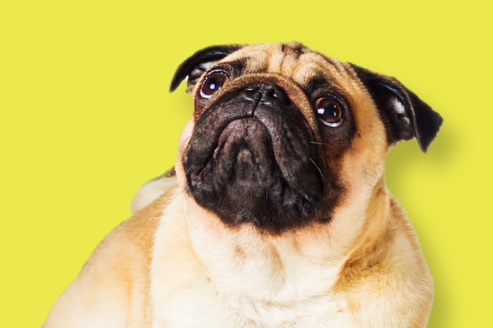 A pug looking upwards with large, wide eyes on a bright yellow background.