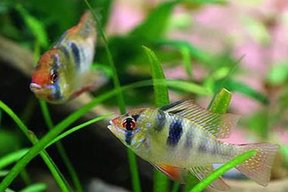 Two German ram cichlids swim among bright green aquatic plants in a planted aquarium.