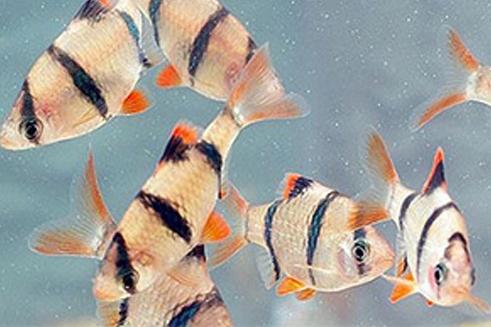 A group of tiger barb fish swimming together in clear aquarium water.