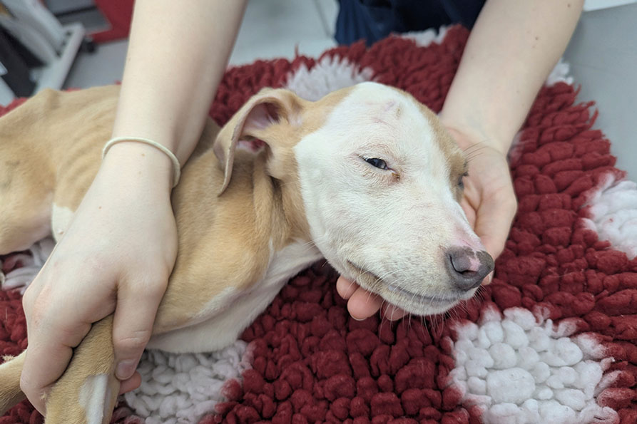 A person gently holds the leg and head of Nova, a tan and white puppy lying on a textured rug.