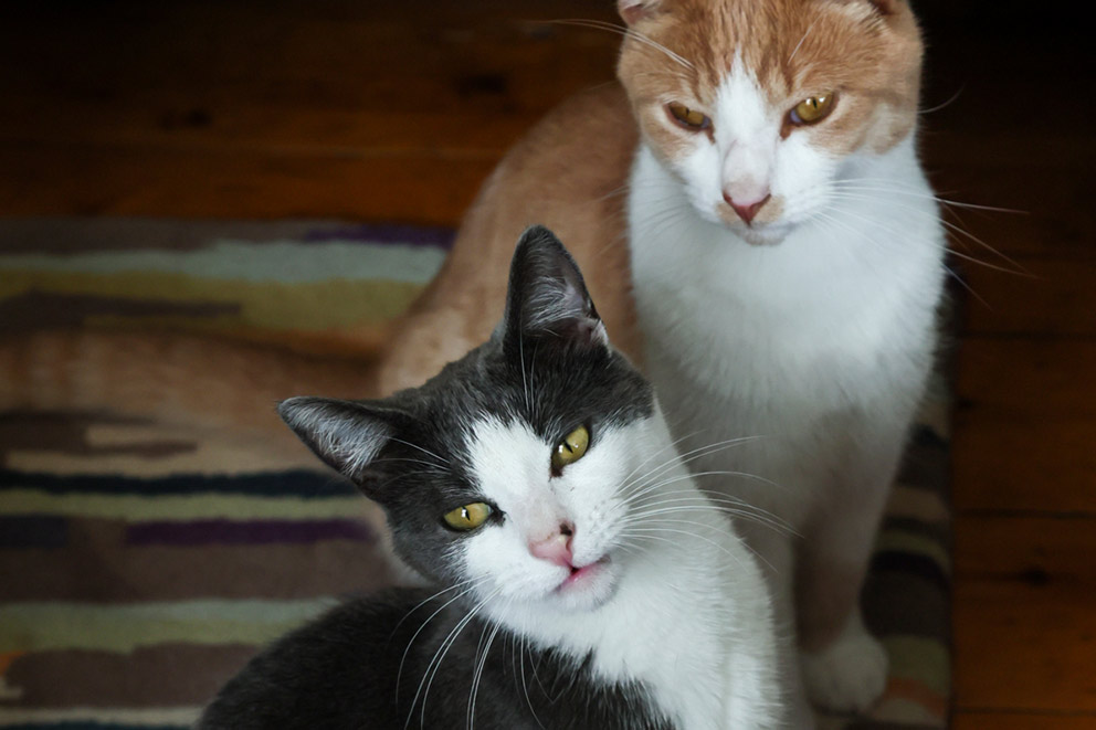 Beatrice, a grey and white cat tilts their head inquisitively while sitting on a striped rug next to Dante, a ginger and white cat.