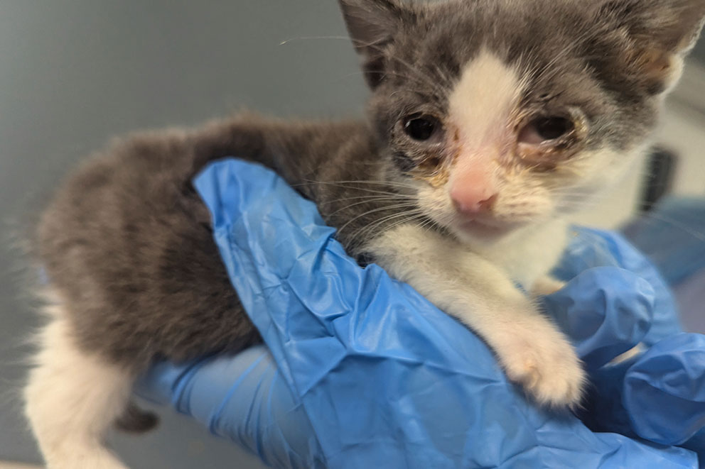 Beatrice, a small grey and white kitten with yellow staining around her eyes is held gently by a person wearing blue vet gloves.