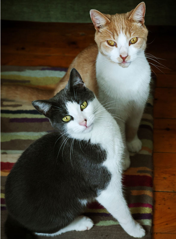 Beatrice, a grey and white cat tilts their head inquisitively while sitting on a striped rug next to Dante, a ginger and white cat.