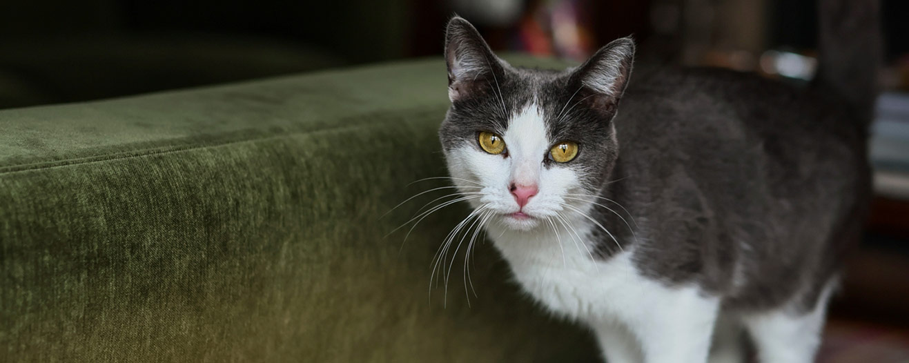 Beatrice, a grey and white cat stands next to a dark green velvet sofa.