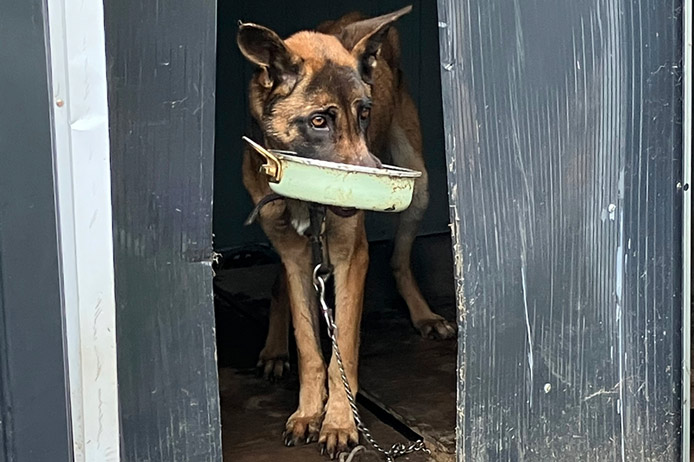 Fendi, a large tan and black dog stands in a dark doorway attached to a heavy metal chain, holding a dirty green cooking pot in their mouth.