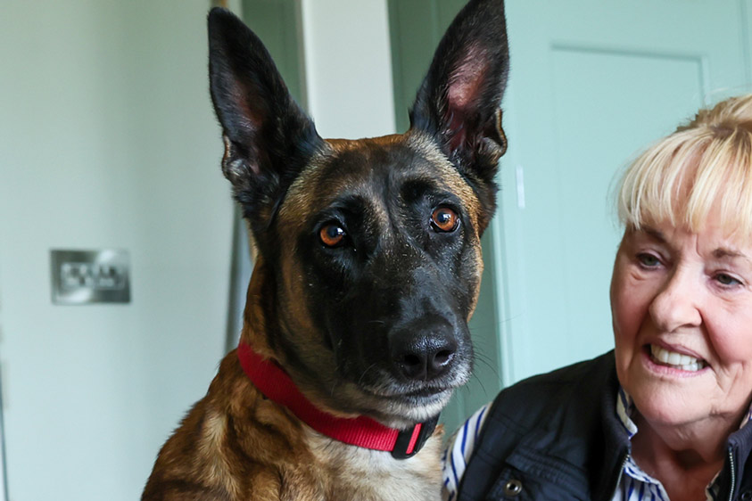 Fendi, a tan and black dog with pointed ears, looks forward while sitting next to a smiling older woman.