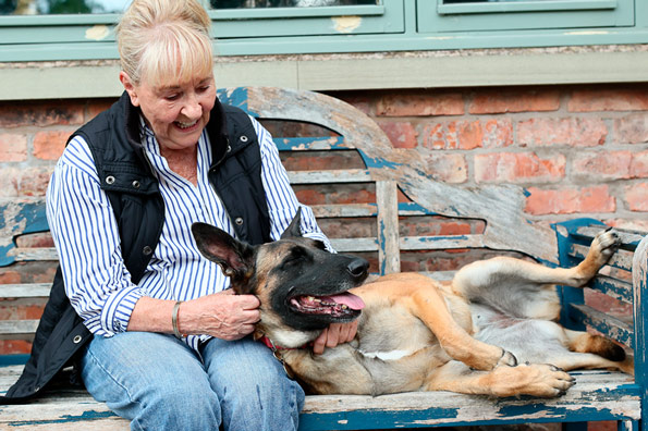 A smiling older woman sits on a blue wooden bench while Fendi, a tan and black dog, lies happily on their back across her lap.