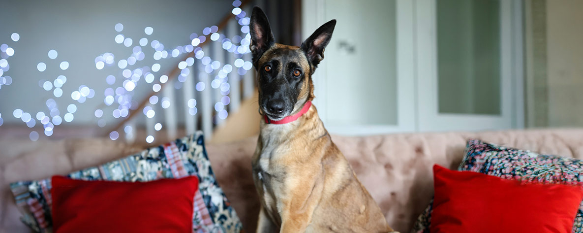 Fendi, a tan and black dog sits on a sofa with blurred fairy lights in the background.