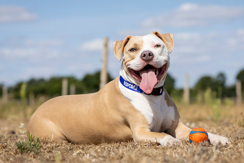 Nova, a tan and white dog pants happily while wearing a blue RSPCA collar.