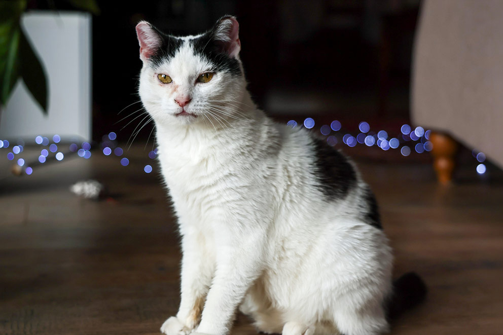 Molly, a black and white cat sits on a wooden floor with blue fairy lights in the background.