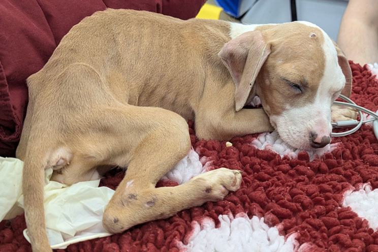 A very thin tan and white puppy sleeps curled up on a red and white rug.