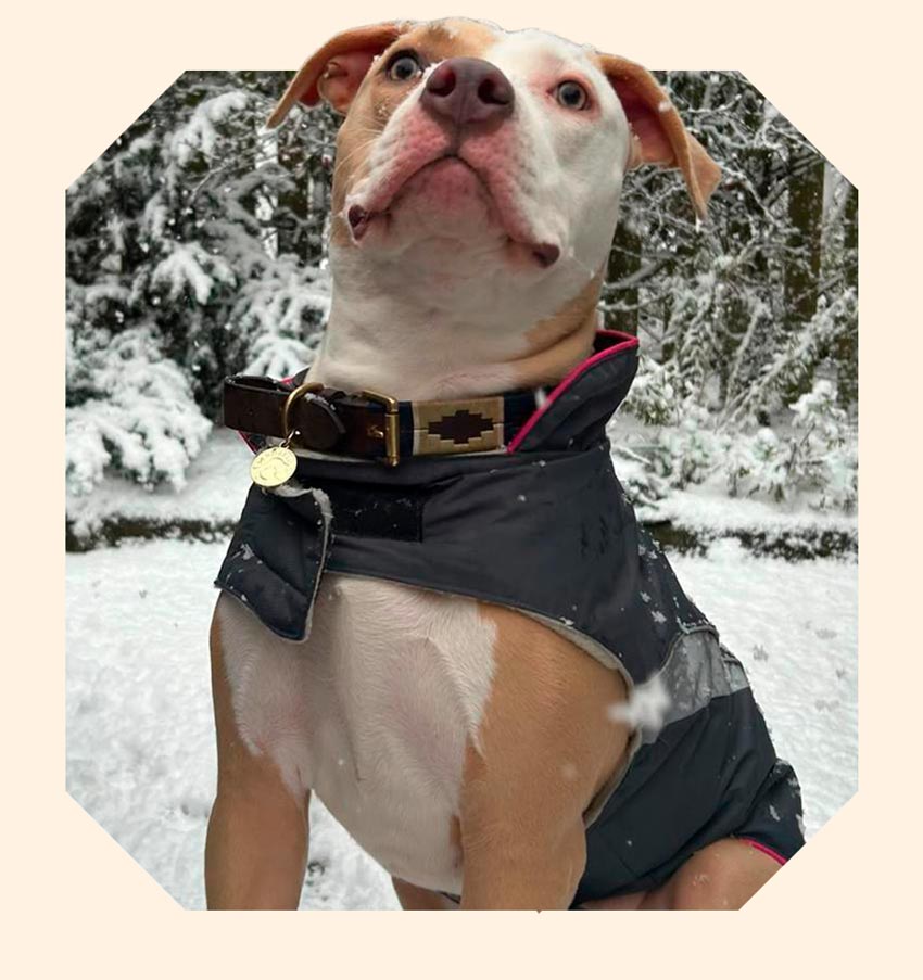 Nova, a tan and white dog sits in the snow wearing a grey winter coat.