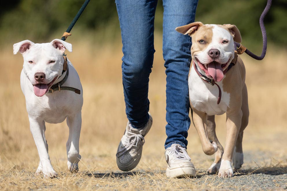 Two dogs, one white and another tan and white, walk on leads alongside a person in blue jeans.