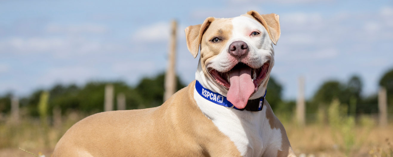 Nova, a tan and white dog pants happily while wearing a blue RSPCA collar.