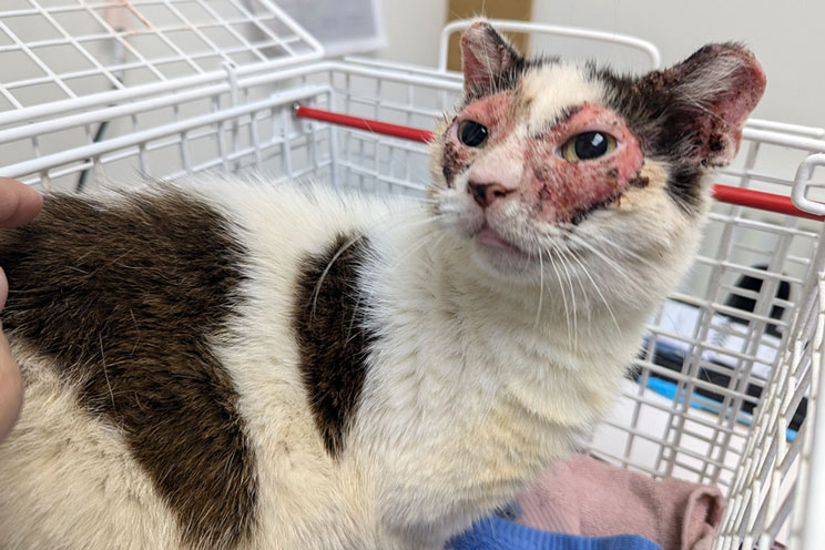 Molly, a black and white cat with severe redness around their eyes sits inside a white wire carrier.