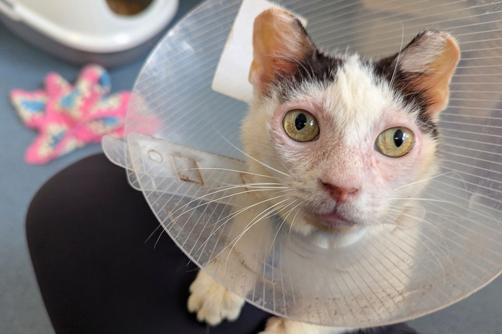 Molly, a white cat with black patches on their head, wears a clear plastic protective cone while looking up at the camera.