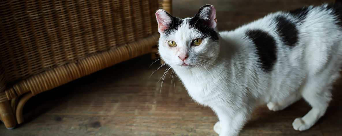 Molly, a black and white cat stands on a wooden floor next to a piece of wicker furniture.