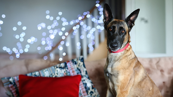 Fendi, a tan and black dog sits on a sofa with blurred fairy lights in the background.