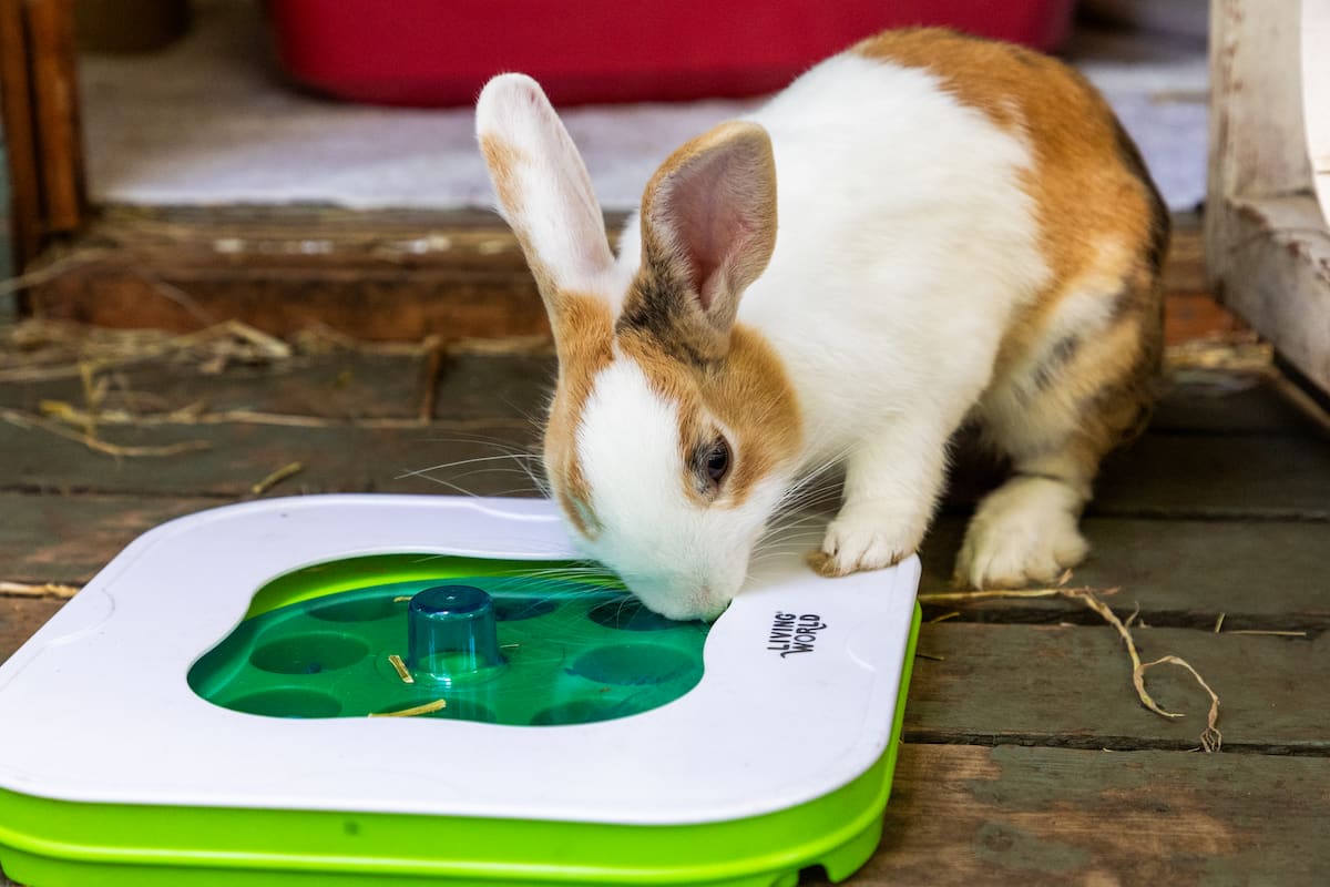 A rabbit investigating a green puzzle feeder.
