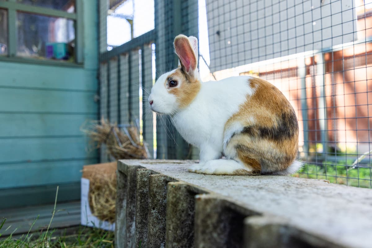 A rabbit sitting on a raised wooden platform in its enclosure.