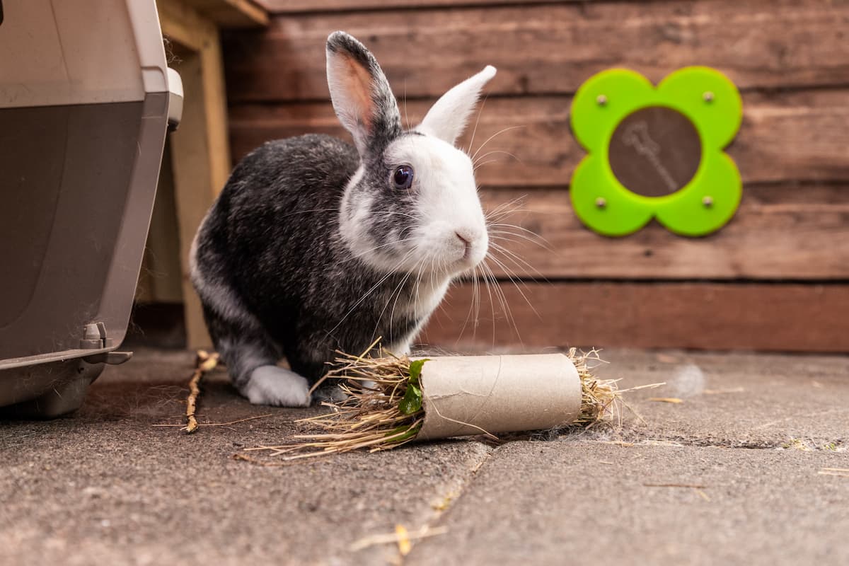 A rabbit beside a cardboard tube and a wall-mounted enrichment toy.