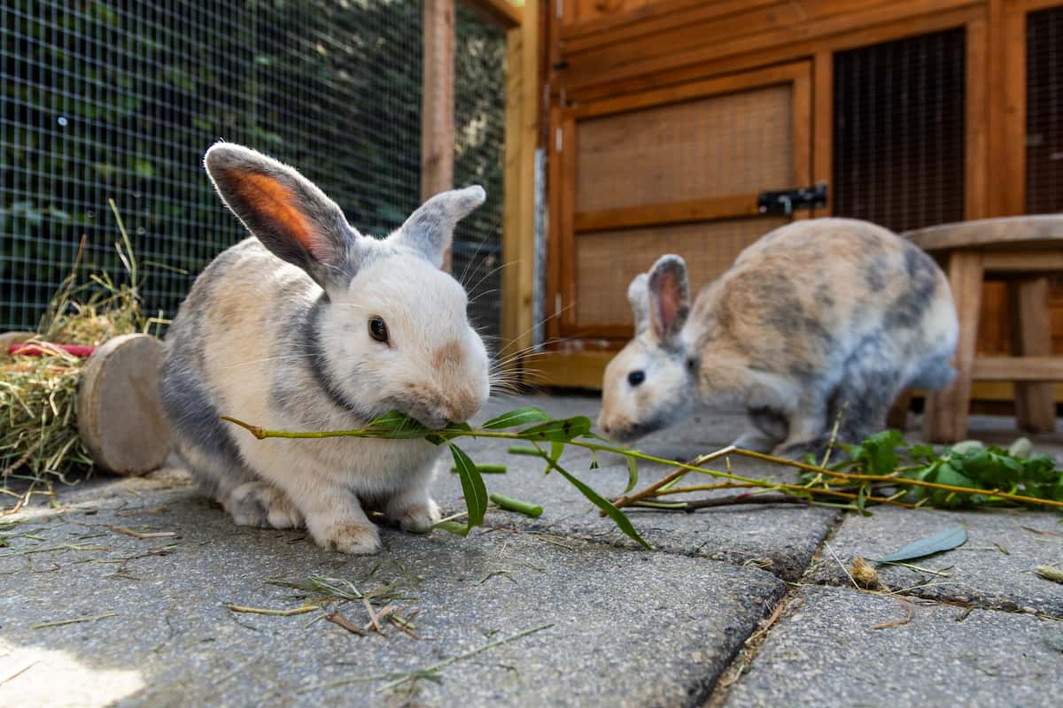 Two rabbits exploring leafy branches outside their wooden shelter.