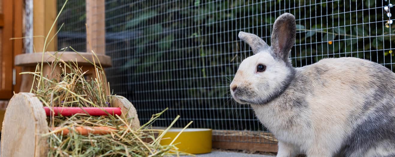 A rabbit sitting beside hay and enrichment toys in an outdoor enclosure.