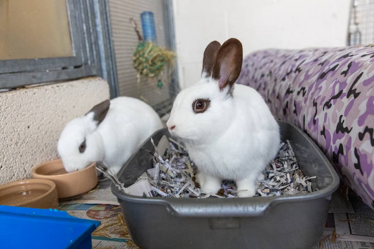 Two white rabbits sitting in a litter tray filled with hay.