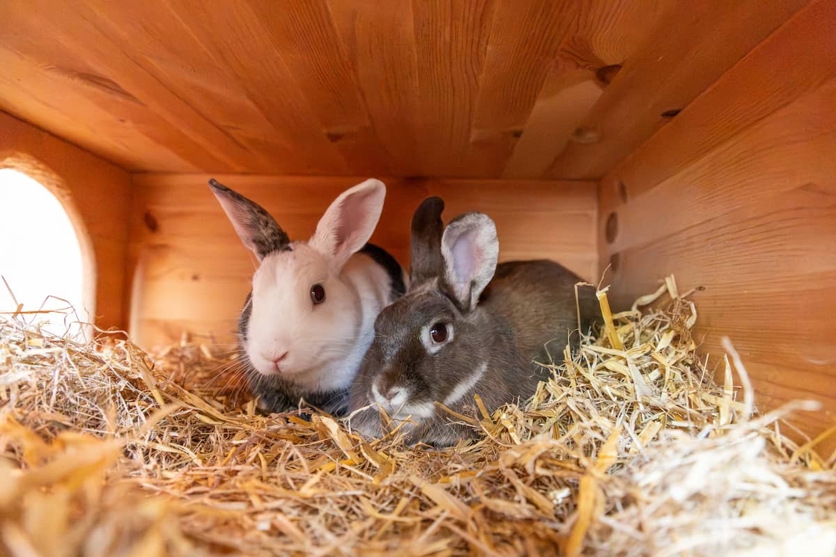 Two rabbits resting together on hay inside a wooden shelter.