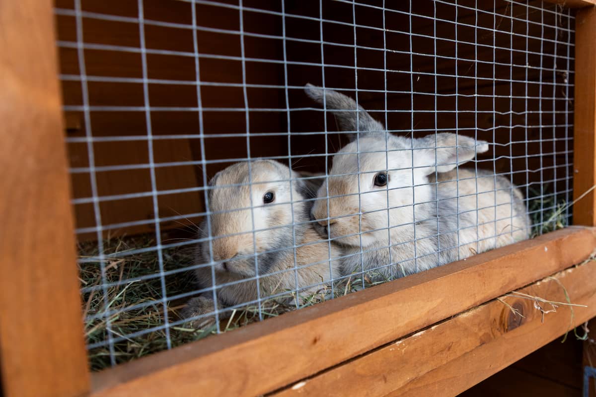 Two rabbits sitting together behind the mesh door of a wooden shelter.