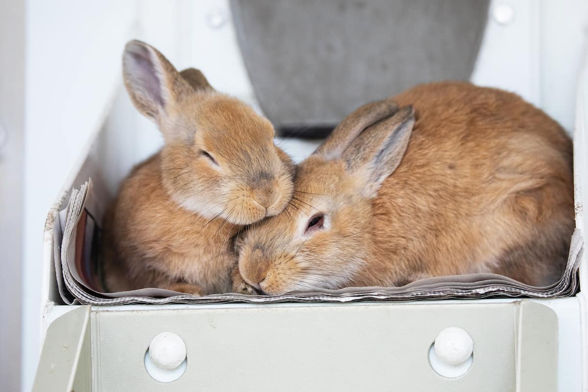 Two rabbits resting closely together inside a tray.